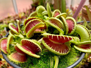 Dionaea muscipula Jaws Smiley