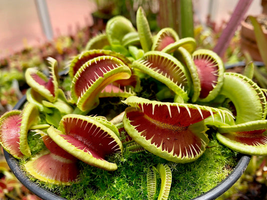 Dionaea muscipula Jaws Smiley