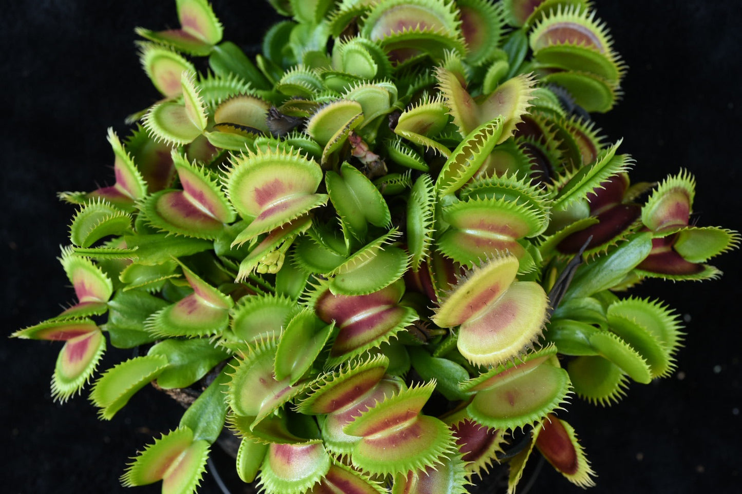Dionaea muscipula Jaws x 1955