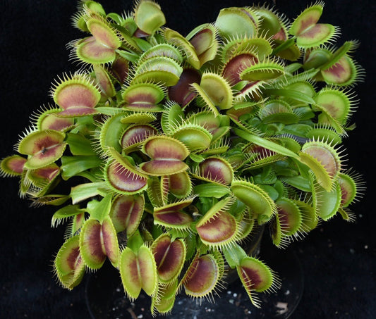 Dionaea muscipula Jaws x Petite Dragon