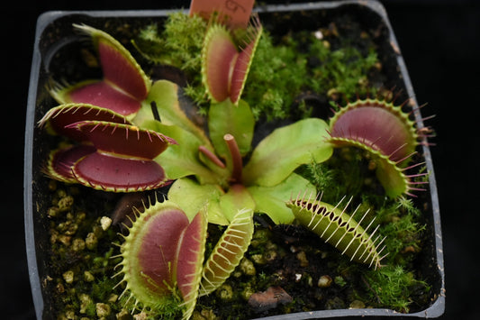 Dionaea muscipula Jim Grant Giant