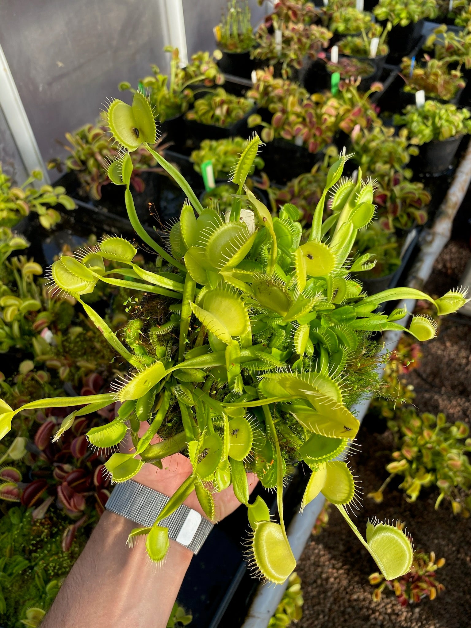 Dionaea muscipula Justina Davis