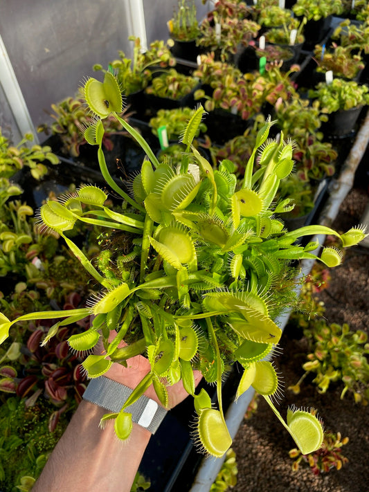 Dionaea muscipula Justina Davis