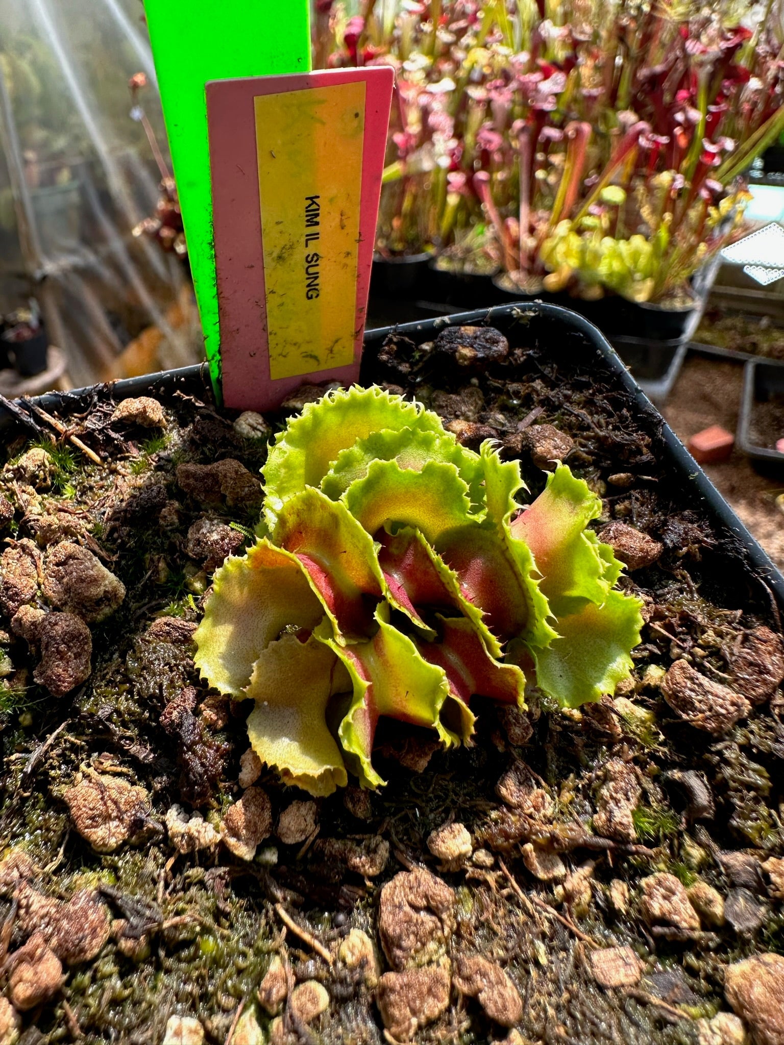 Dionaea muscipula Kim Il-Sung
