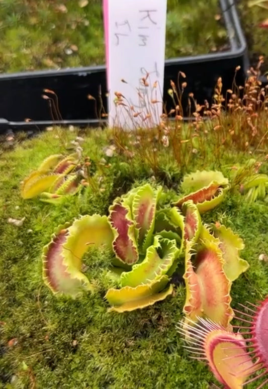 Dionaea muscipula Kim Jong-Il