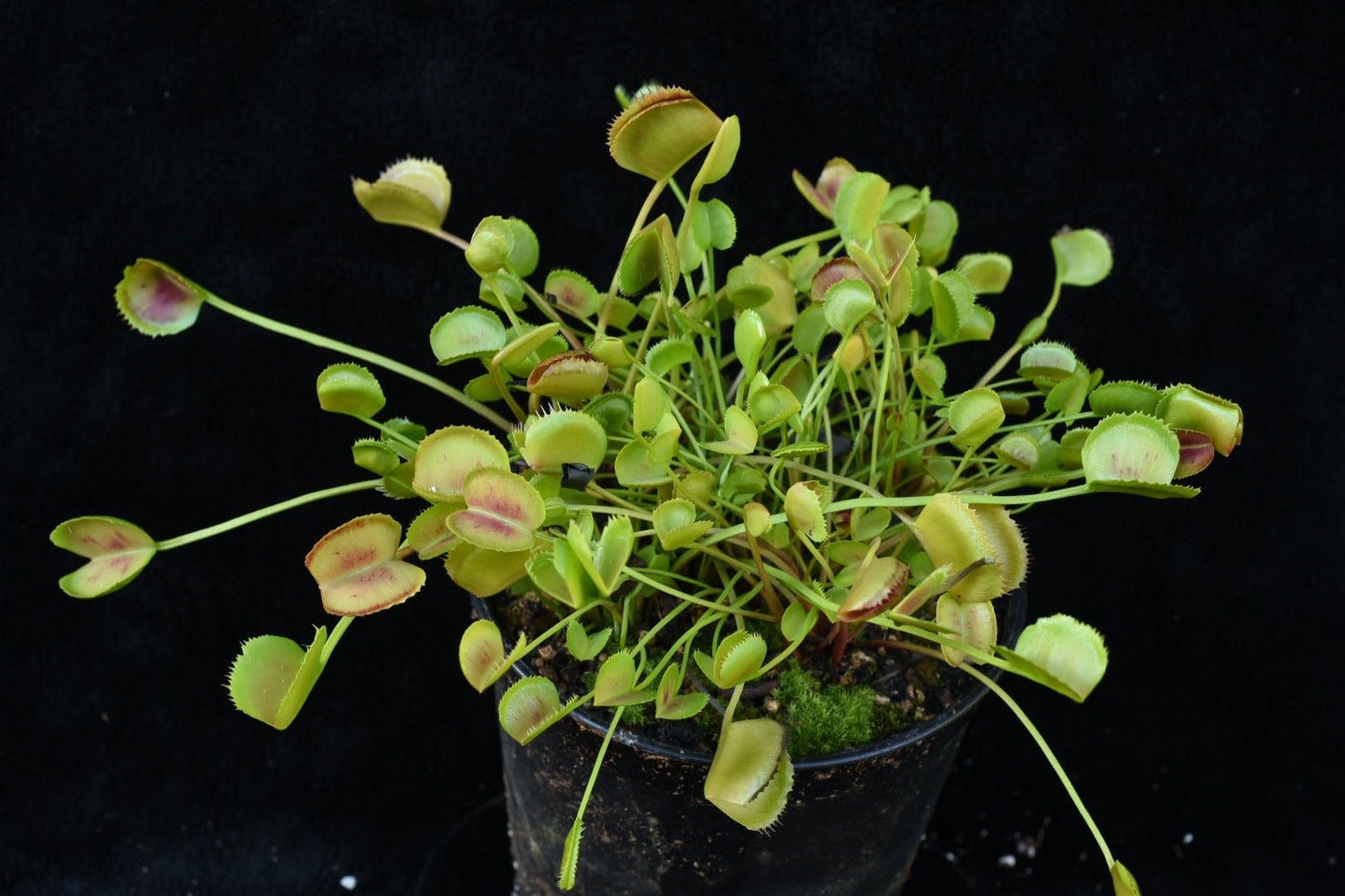 Dionaea muscipula Korean Melody Shark