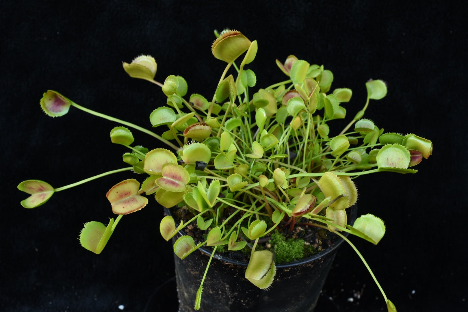 Dionaea muscipula Korean Melody Shark