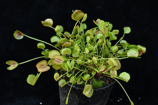 Dionaea muscipula Korean Melody Shark
