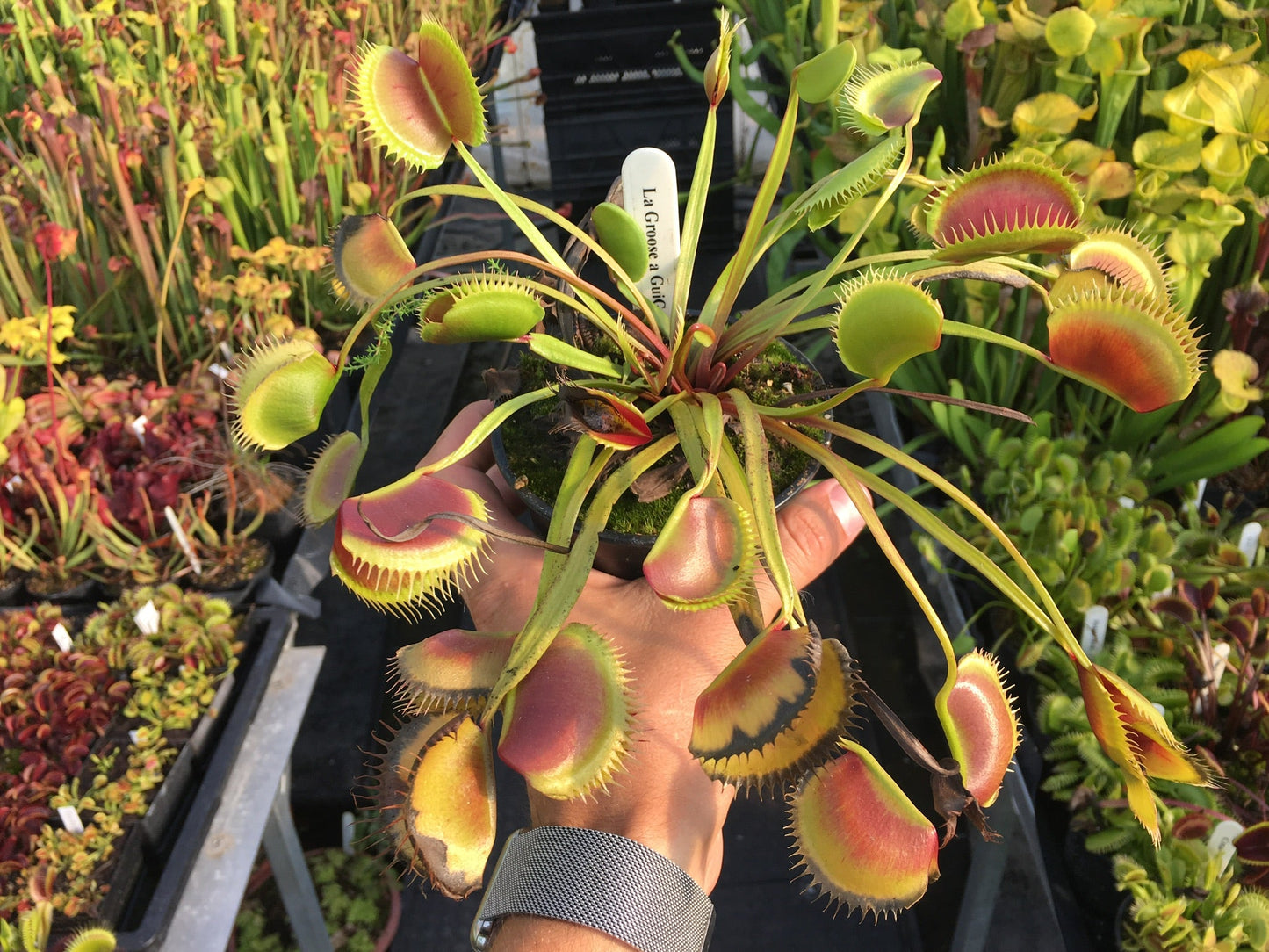 Dionaea muscipula La Grosse a Gui Gui