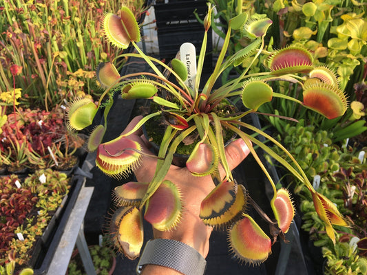 Dionaea muscipula La Grosse a Gui Gui
