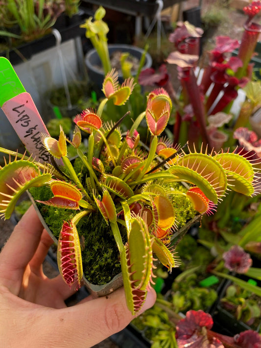 Dionaea muscipula Lips & Lashes