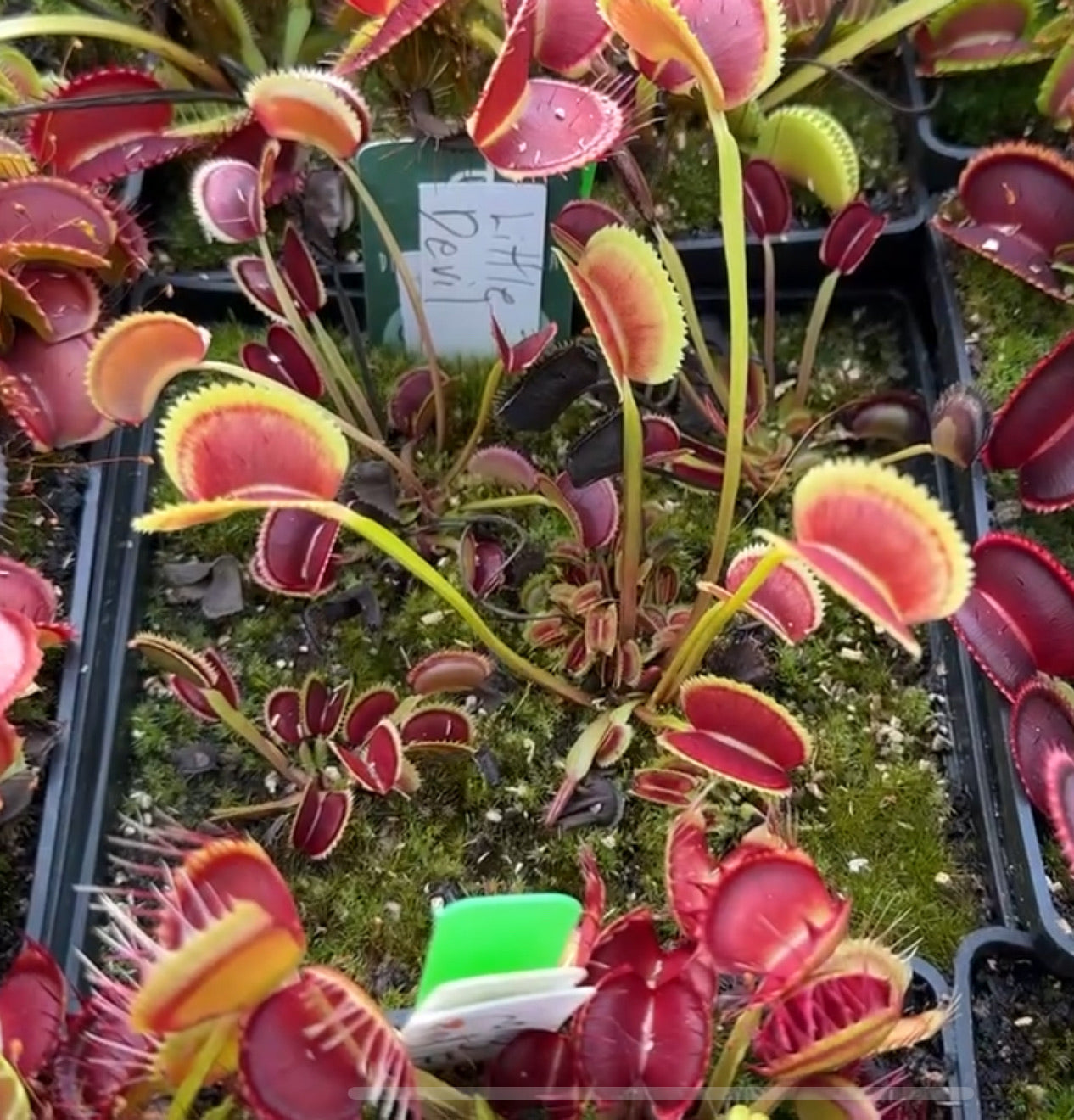 Dionaea muscipula Little Devil SL024