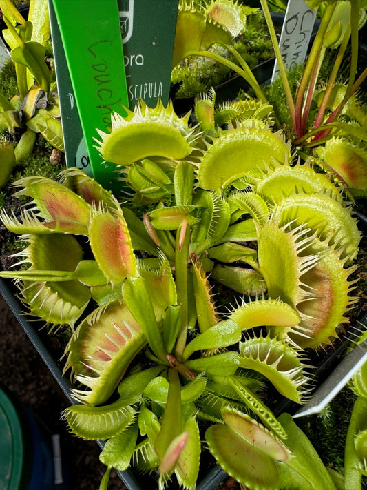 Dionaea muscipula Louchapates