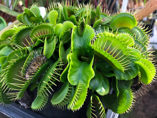 Dionaea muscipula Low Giant