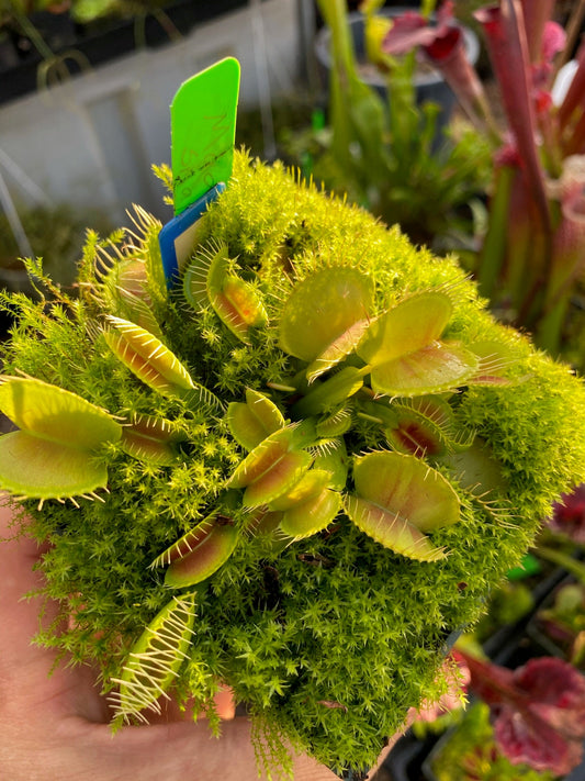 Dionaea muscipula Mad Snappy
