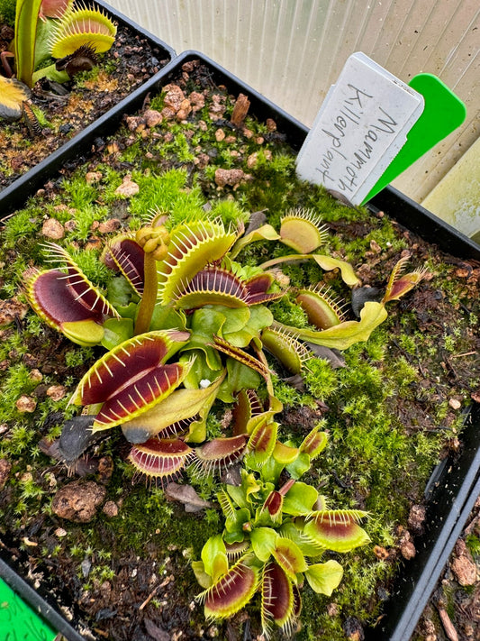 Dionaea muscipula Mammoth