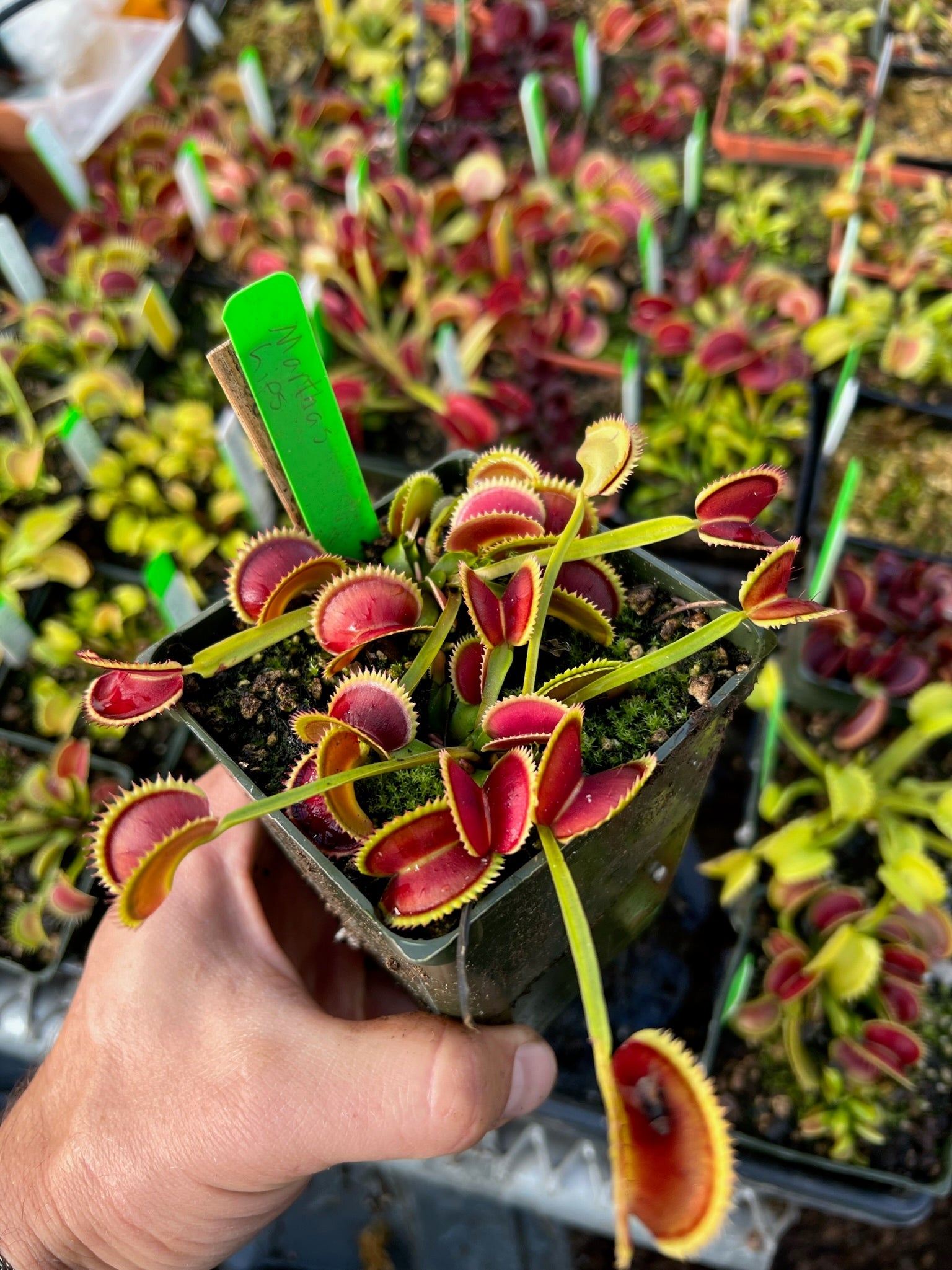 Dionaea muscipula Marthas Lips