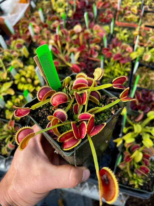 Dionaea muscipula Marthas Lips