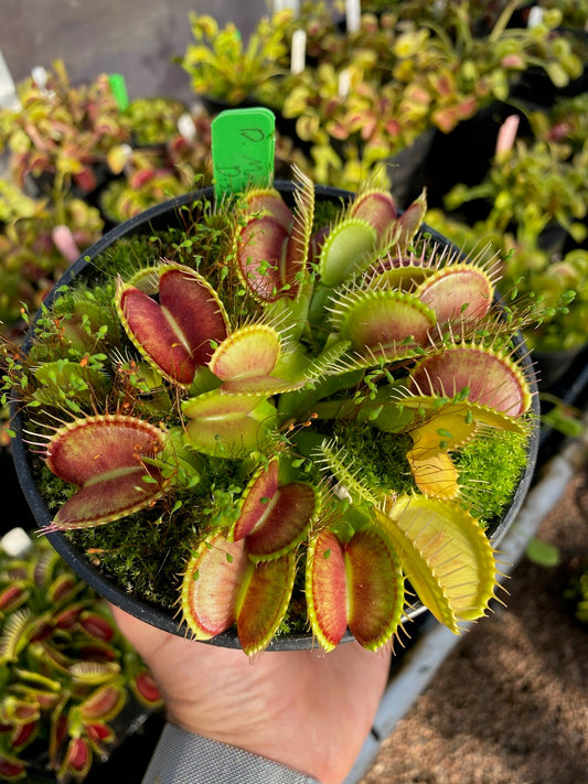 Dionaea muscipula Master Of Disaster