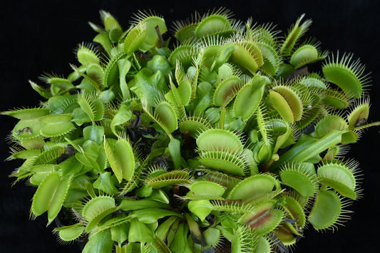 Dionaea muscipula Megatraps = G17