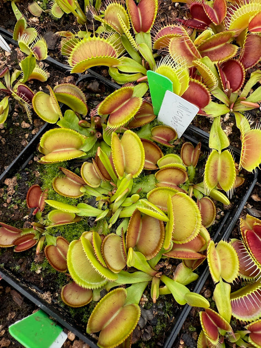 Dionaea muscipula Microdent