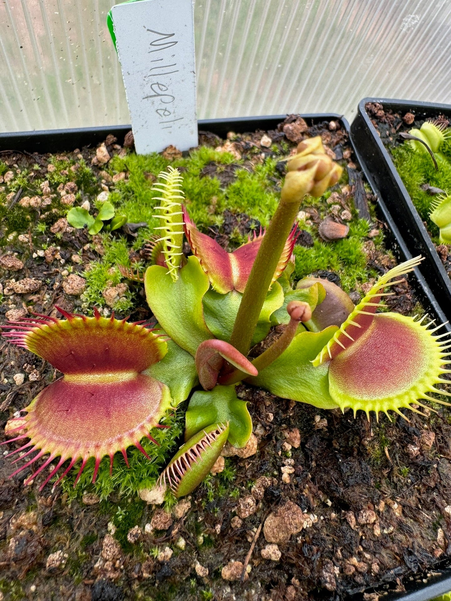 Dionaea muscipula Millepeli