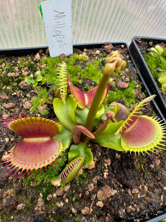 Dionaea muscipula Millepeli