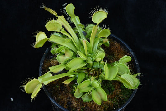 Dionaea muscipula Mirror