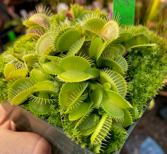 Dionaea muscipula Mirror x Mirror