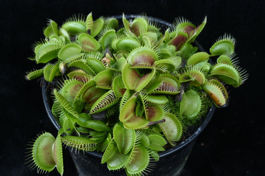 Dionaea muscipula Monkey Ass