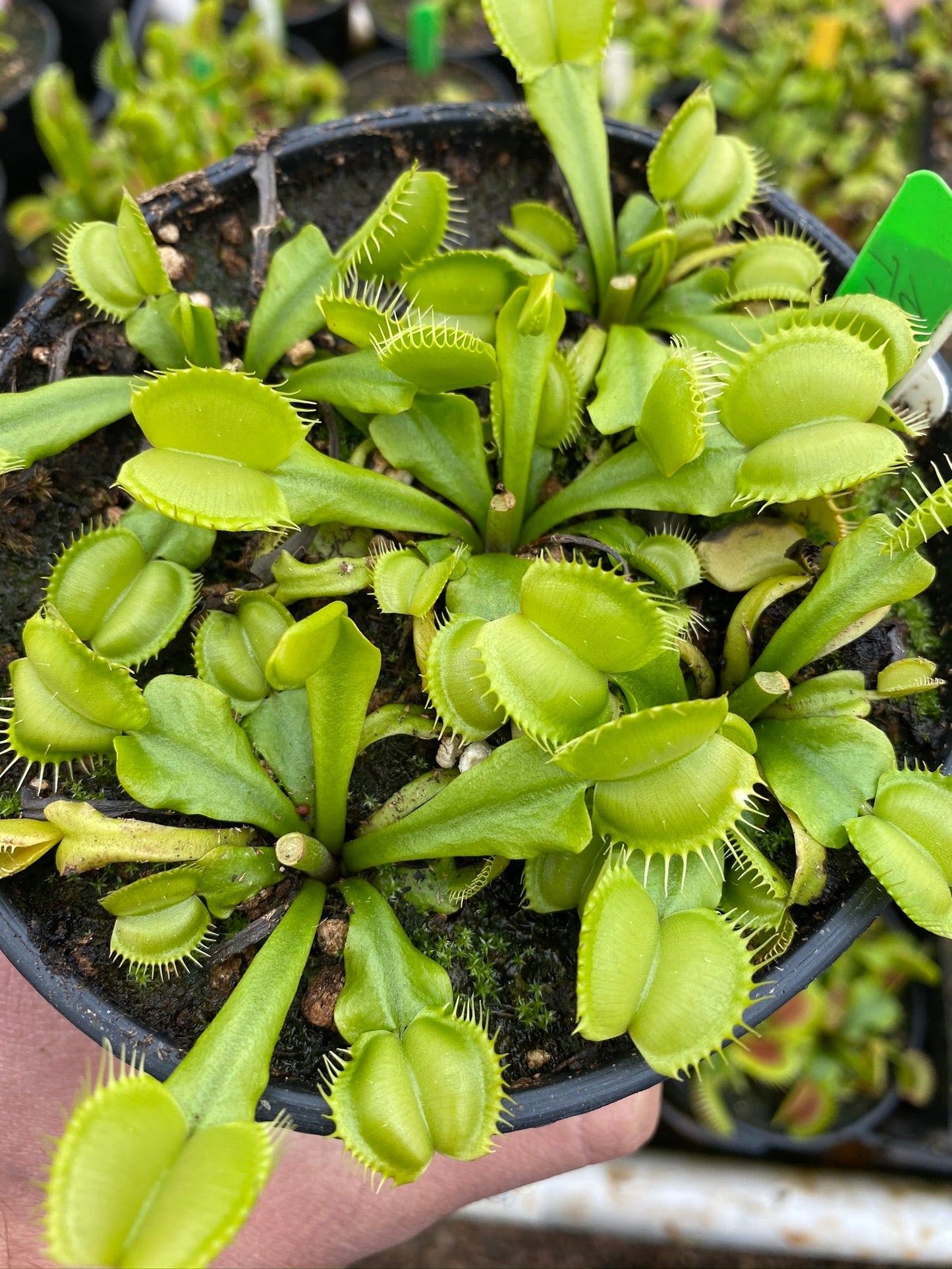 Dionaea muscipula Moon Trap