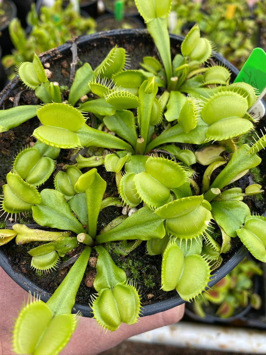 Dionaea muscipula Moon Trap