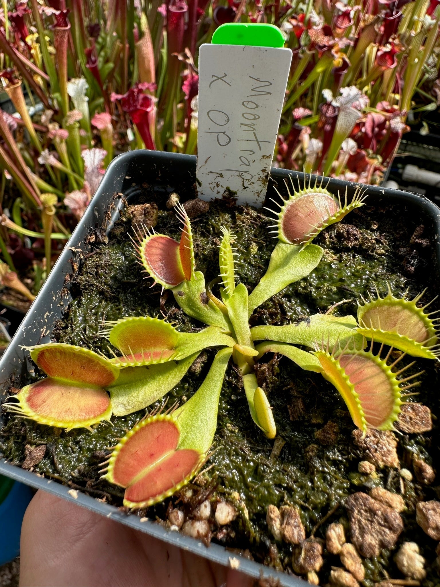 Dionaea muscipula Moontrap x OP