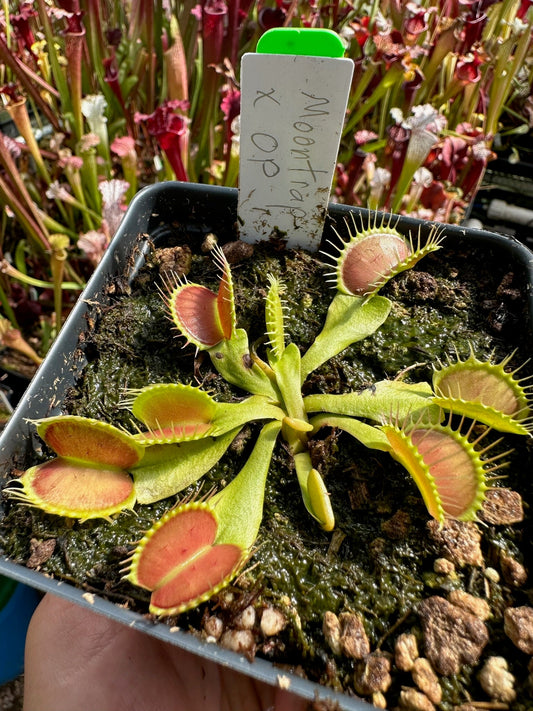 Dionaea muscipula Moontrap x OP