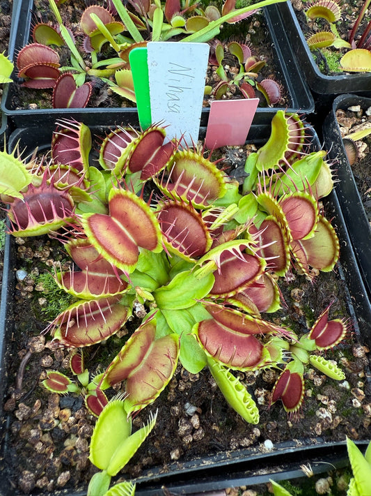 Dionaea muscipula Nihasa