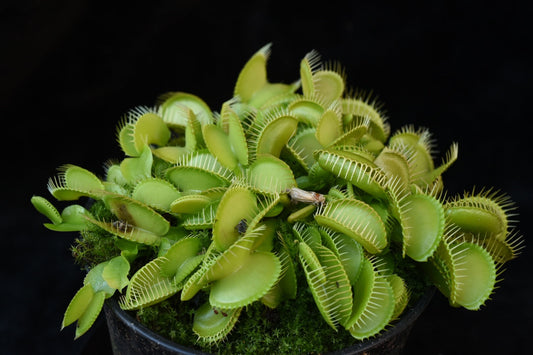 Dionaea muscipula Olive Green