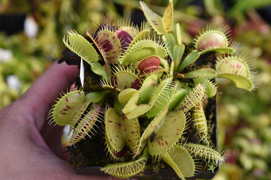 Dionaea muscipula Patches