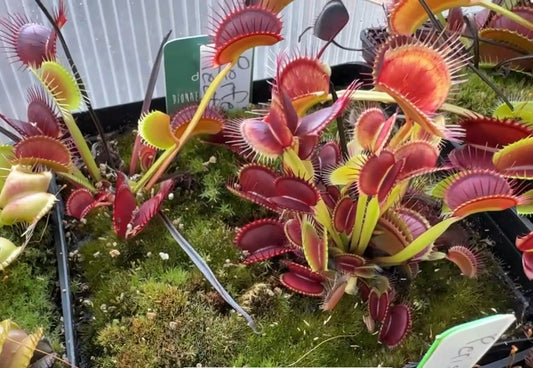 Dionaea muscipula Perfect Teeth