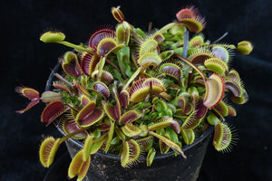 Dionaea muscipula Petite Dragon