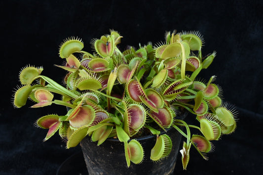 Dionaea muscipula Petite Dragon x Jaws
