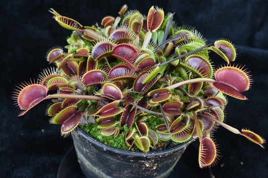 Dionaea muscipula Petite Dragon x Petite Dragon