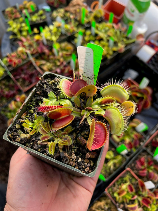 Dionaea muscipula Pinnacle