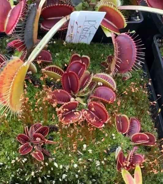 Dionaea muscipula Pluto