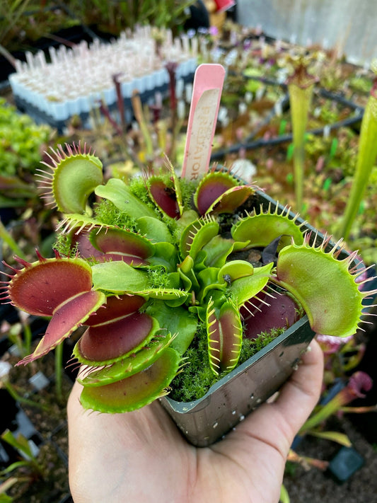 Dionaea muscipula Predator
