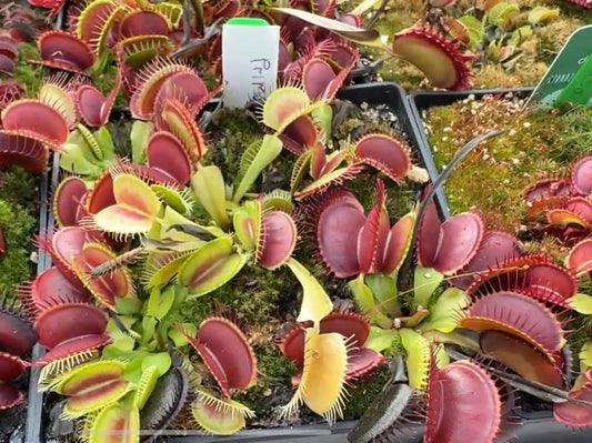 Dionaea muscipula Prime