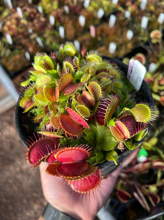 Dionaea muscipula Purple Ambush