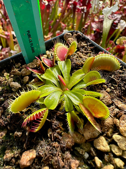 Dionaea muscipula Purple Flame
