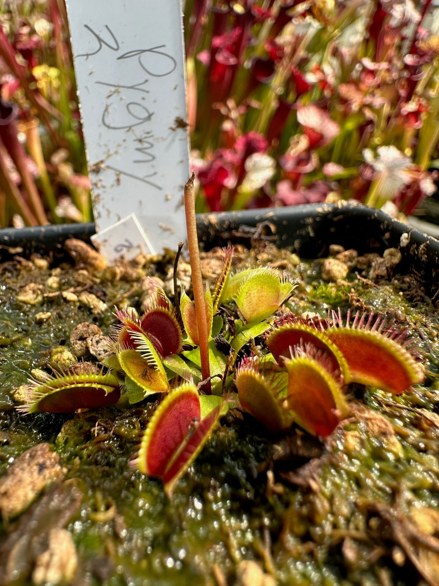 Dionaea muscipula Pygmy 2