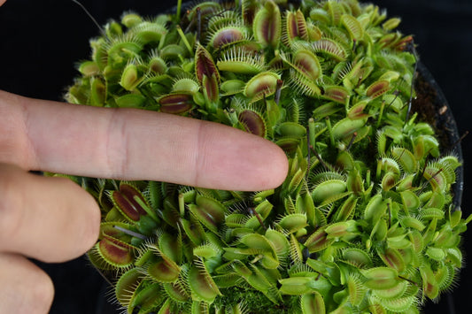 Dionaea muscipula Pygmy (Neotenic Clone D)