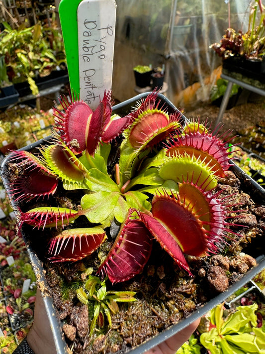 Dionaea muscipula Pygo B. Double Dentate